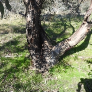 Eucalyptus blakelyi at Farrer Ridge - 8 Sep 2021