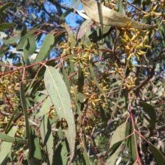 Eucalyptus blakelyi at Farrer Ridge - 8 Sep 2021