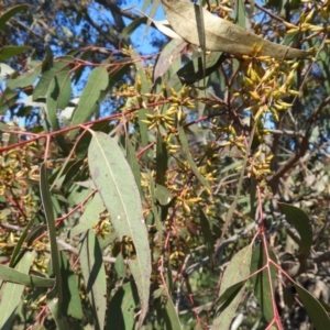 Eucalyptus blakelyi at Farrer Ridge - 8 Sep 2021 02:51 PM