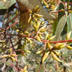 Eucalyptus blakelyi at Farrer Ridge - 8 Sep 2021