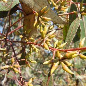 Eucalyptus blakelyi at Wanniassa, ACT - 8 Sep 2021