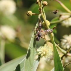 Unverified Wasp (Hymenoptera, Apocrita) at Killara, VIC - 11 Sep 2021 by KylieWaldon