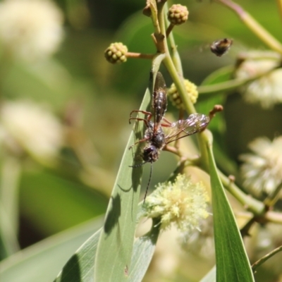 Unidentified Wasp (Hymenoptera, Apocrita) at Wodonga Regional Park - 10 Sep 2021 by Kyliegw
