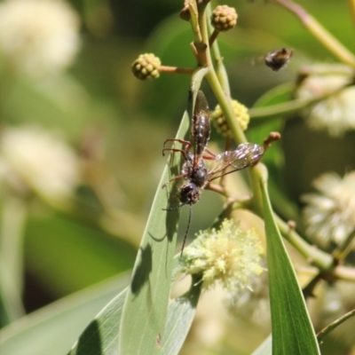 Unverified Wasp (Hymenoptera, Apocrita) at Killara, VIC - 11 Sep 2021 by KylieWaldon