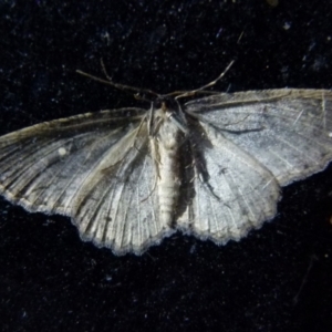 Ectropis fractaria at Boro, NSW - 8 Sep 2021