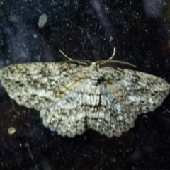 Ectropis fractaria at Boro, NSW - suppressed