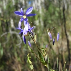 Stypandra glauca (Nodding Blue Lily) at Farrer Ridge - 8 Sep 2021 by MatthewFrawley
