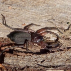 Hemicloea sp. (genus) (Flat bark spider) at Boro, NSW - 9 Sep 2021 by Paul4K