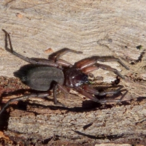 Hemicloea sp. (genus) at Boro, NSW - 9 Sep 2021