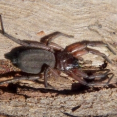 Hemicloea sp. (genus) at Boro, NSW - 9 Sep 2021