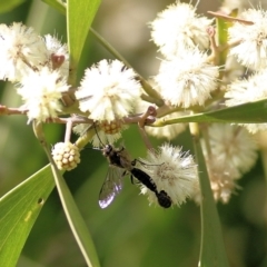 Thynninae (subfamily) (Smooth flower wasp) at Wodonga Regional Park - 10 Sep 2021 by Kyliegw
