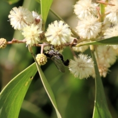 Thynninae (subfamily) at Killara, VIC - 11 Sep 2021