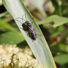 Thynninae (subfamily) at Killara, VIC - 11 Sep 2021