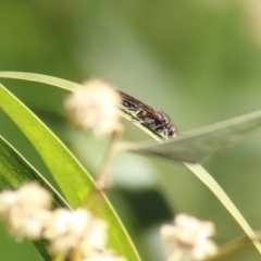 Thynninae (subfamily) at Killara, VIC - 11 Sep 2021 09:46 AM