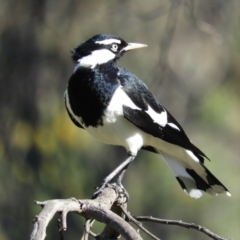 Grallina cyanoleuca (Magpie-lark) at Farrer Ridge - 8 Sep 2021 by MatthewFrawley