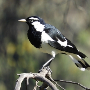 Grallina cyanoleuca at Tuggeranong DC, ACT - 8 Sep 2021 03:20 PM