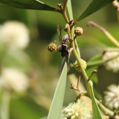 Unidentified Wasp (Hymenoptera, Apocrita) at Wodonga Regional Park - 10 Sep 2021 by Kyliegw