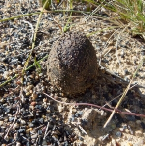 Pisolithus sp. at Boro, NSW - suppressed