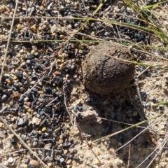 Pisolithus sp. at Boro, NSW - suppressed