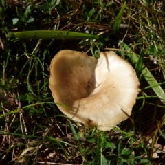 Unidentified Cap on a stem; gills below cap [mushrooms or mushroom-like] at Boro, NSW - 8 Sep 2021 by Paul4K