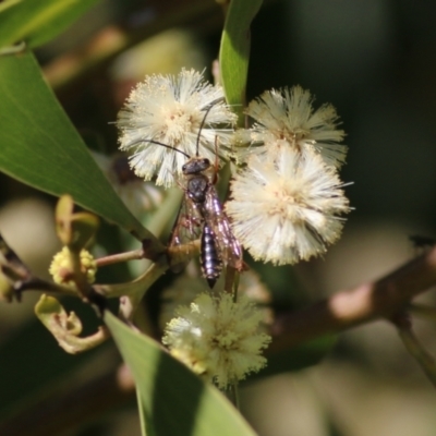 Unidentified Flower wasp (Scoliidae or Tiphiidae) at Killara, VIC - 10 Sep 2021 by Kyliegw