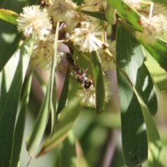 Unidentified at suppressed - 11 Sep 2021