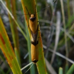 Philobota ancylotoxa at suppressed - suppressed