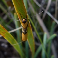 Philobota ancylotoxa at suppressed - suppressed