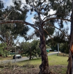 Eucalyptus globulus subsp. maidenii (Maiden's Gum, Blue Gum) at Hackett, ACT - 14 Feb 2021 by HannahWindley
