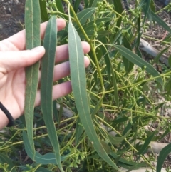 Eucalyptus globulus subsp. maidenii at Hackett, ACT - 15 Feb 2021