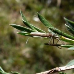 Unidentified Spider (Araneae) at Borough, NSW - 9 Sep 2021 by Paul4K