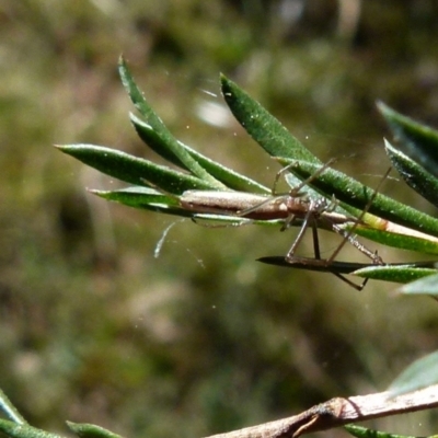 Unidentified Spider (Araneae) at Borough, NSW - 9 Sep 2021 by Paul4K