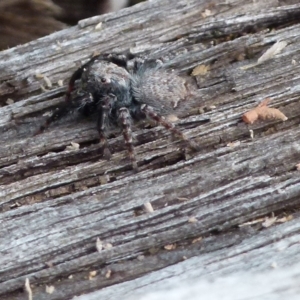 Servaea villosa at Boro, NSW - suppressed