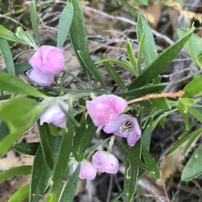 Unidentified Other Shrub at Evans Head, NSW - 11 Sep 2021 by AliClaw