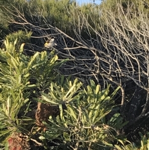 Phylidonyris niger at Evans Head, NSW - 11 Sep 2021