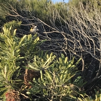 Phylidonyris niger (White-cheeked Honeyeater) at Evans Head, NSW - 11 Sep 2021 by AliClaw