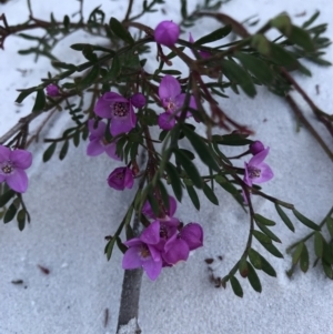 Boronia sp. at Evans Head, NSW - 11 Sep 2021