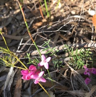Unverified Plant at Evans Head, NSW - 11 Sep 2021 by AliClaw
