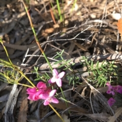 Unidentified Plant (TBC) at Evans Head, NSW - 11 Sep 2021 by AliClaw
