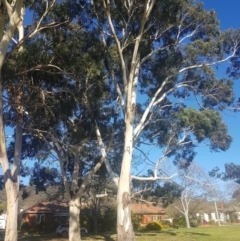 Eucalyptus maidenii (Maiden's Gum, Blue Gum) at Ainslie, ACT - 11 Sep 2021 by danswell