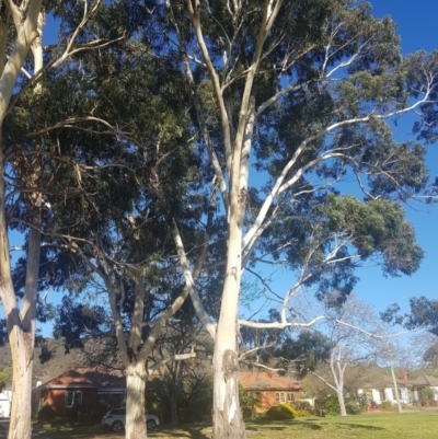 Eucalyptus globulus subsp. maidenii (Maiden's Gum, Blue Gum) at Ainslie, ACT - 11 Sep 2021 by danswell