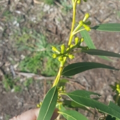 Eucalyptus maidenii at Ainslie, ACT - 11 Sep 2021