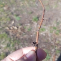 Eucalyptus maidenii at Ainslie, ACT - 11 Sep 2021