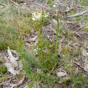 Stackhousia monogyna at Boro, NSW - suppressed