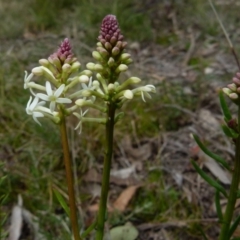 Stackhousia monogyna at Boro, NSW - suppressed