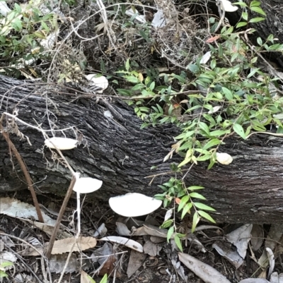 Unidentified Cup or disk - with no 'eggs' at Evans Head, NSW - 11 Sep 2021 by AliClaw