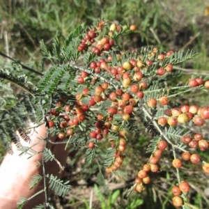 Austroacacidiplosis botrycephalae at Hawker, ACT - 11 Sep 2021