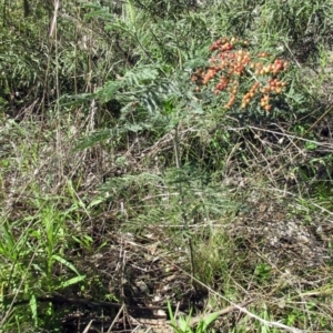 Austroacacidiplosis botrycephalae at Hawker, ACT - 11 Sep 2021