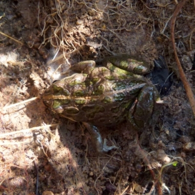 Limnodynastes tasmaniensis (Spotted Grass Frog) at Boro - 1 Sep 2021 by Paul4K
