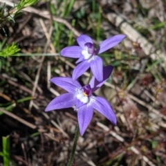 Glossodia major (Wax Lip Orchid) at Albury - 11 Sep 2021 by Darcy